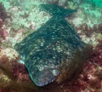 Atlantic-halibut-fish-hippoglossus-hippoglossus
