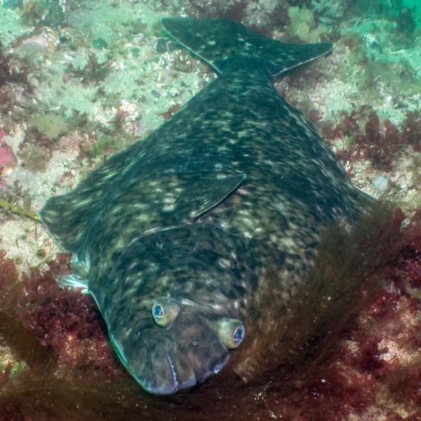 Atlantic-halibut-fish-hippoglossus-hippoglossus