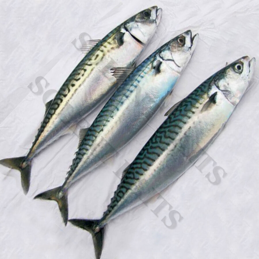 Solent Baits Whole mackerel pack,.Solent Baits Whole mackerel packs