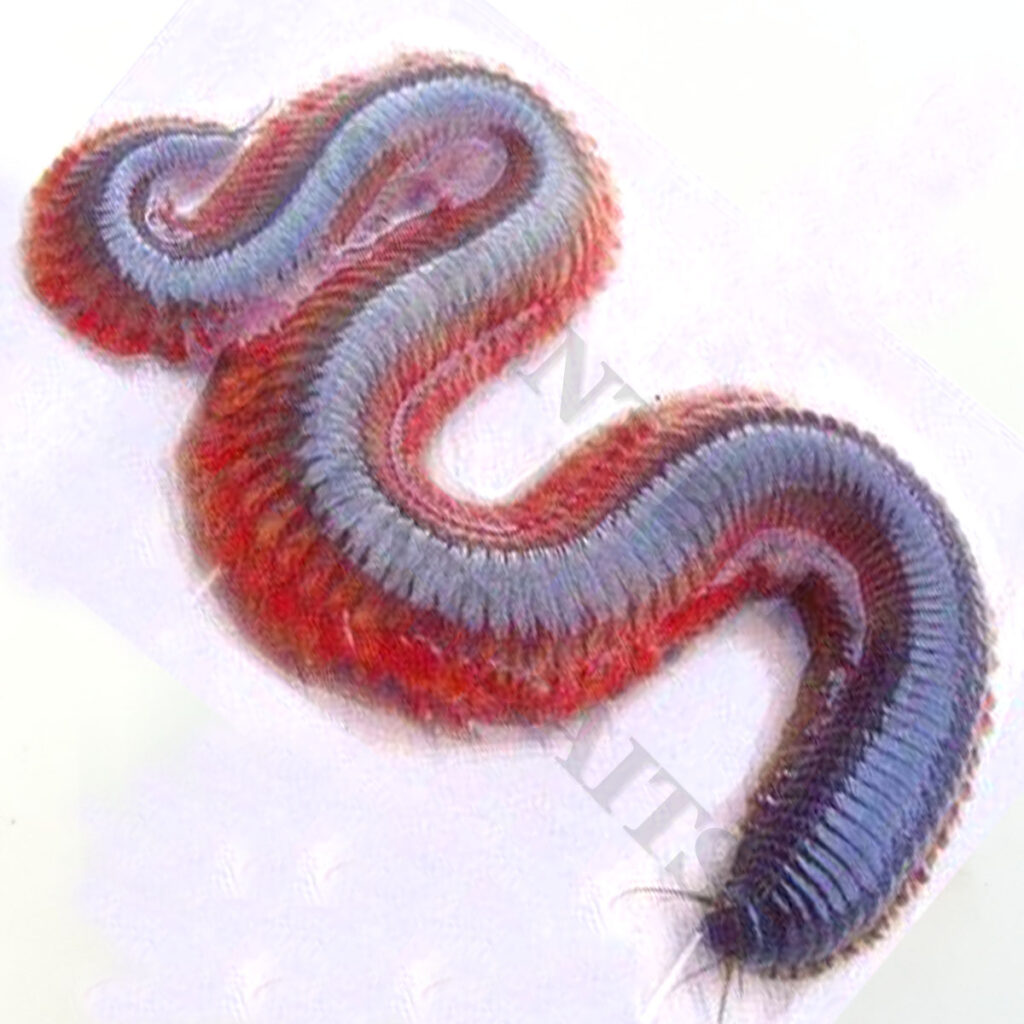 Ragworm sea fishing bait