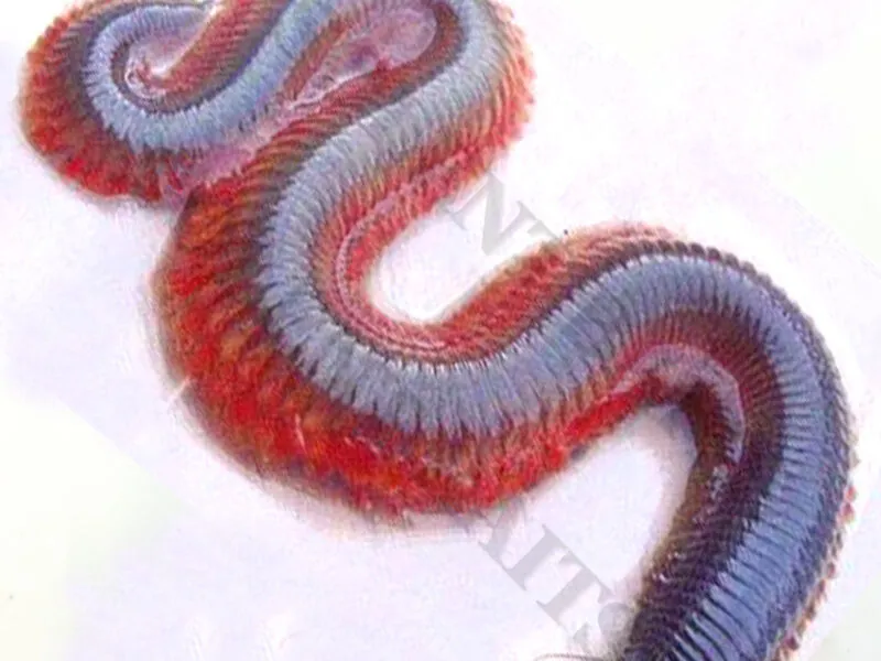 Ragworm.jpg