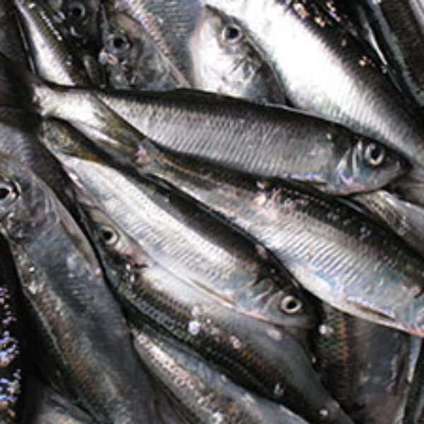 Solent Baits frozen herring sea fishing bait