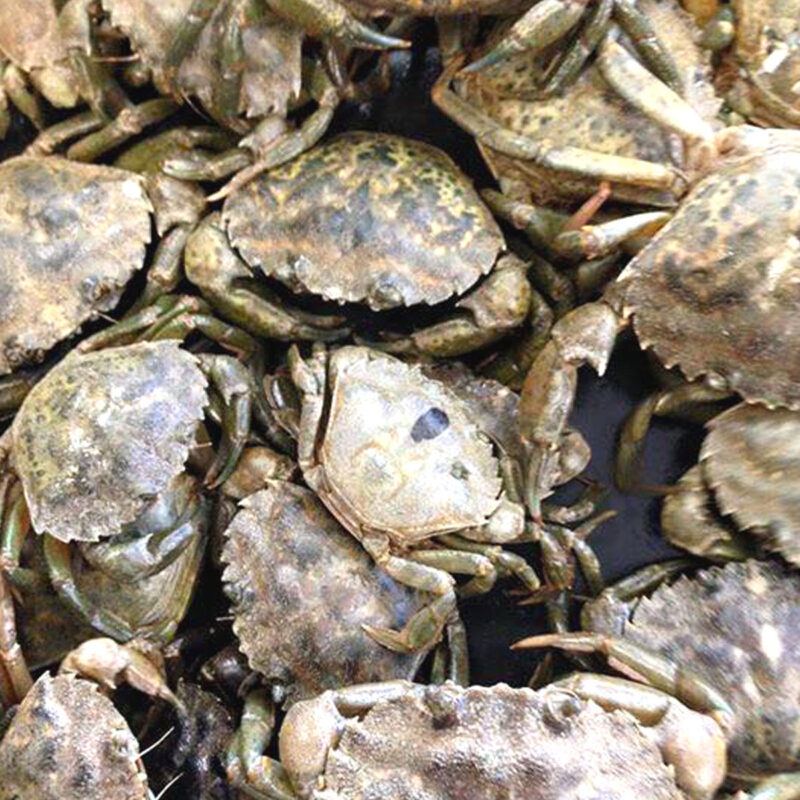 English Softback Crabs Solent Baits & Tackle