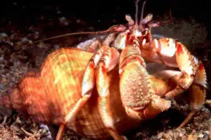 Solent-Tackle-Hermit-Crab.jpg