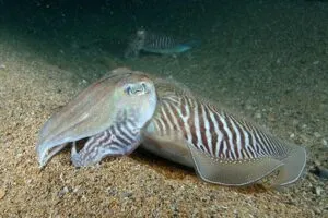 cuttlefish_waiting__dorset.jpg