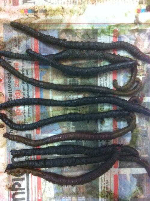 Frozen Black Lugworm fishing bait