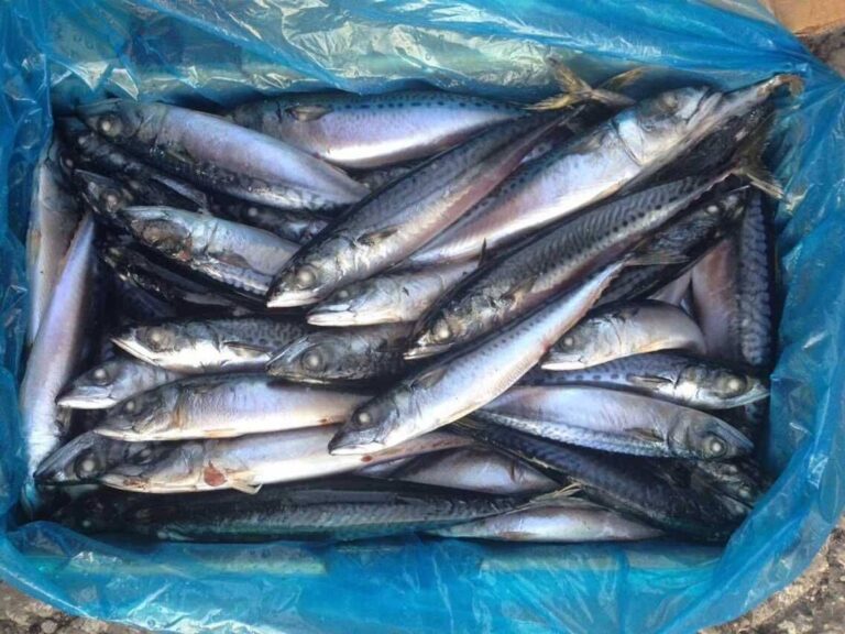 pacific mackerel small 1kg Solent Baits & Tackle