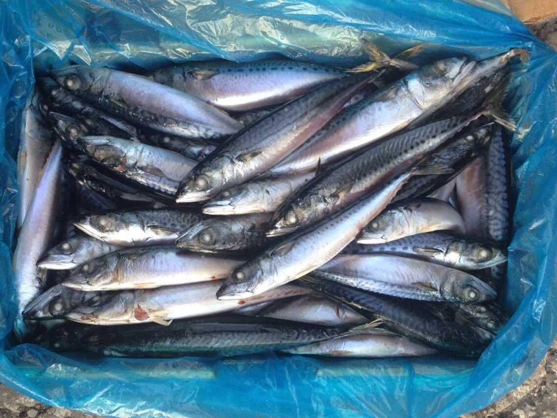 frozen-pacific-mackerel.jpg