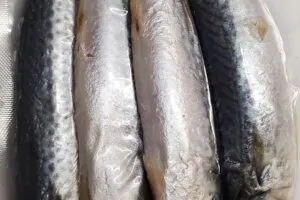mini-mackerel-web.jpg