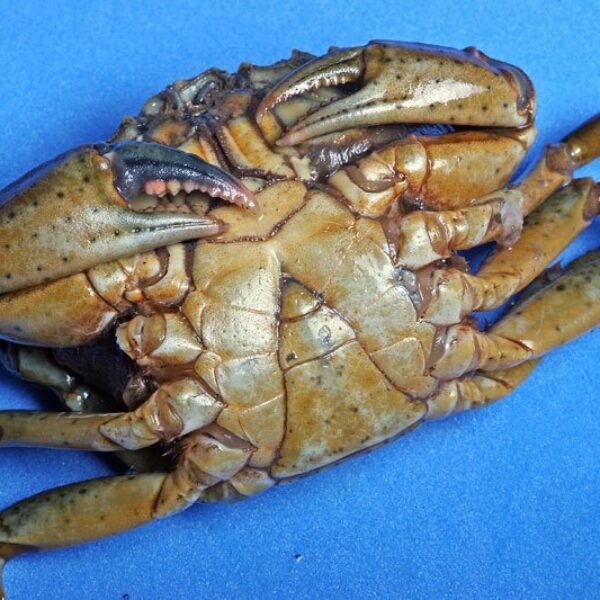 peeler-crab-1.jpg