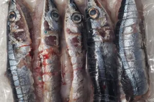 seo bluey Pack of squid and bluey cocktail fishing bait.