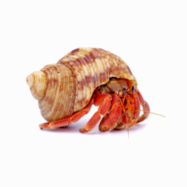 Hermit,Crabs,Isolated,On,White,Background,With,Selective,Focus.,Hermit