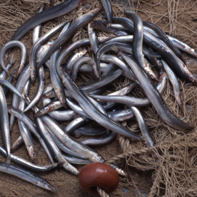 Frozen Sea Baits | Solent Baits & Tackle