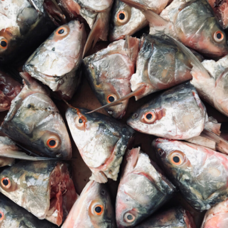 Mackerel Solent Baits & Tackle