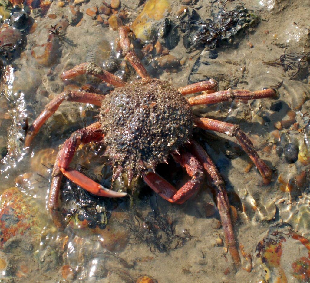 Spider Peeler Crab Spider Peeler Crab