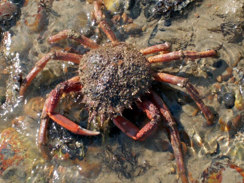 spider-crab.jpg