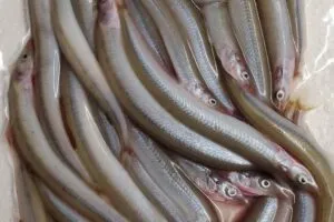 eco eels