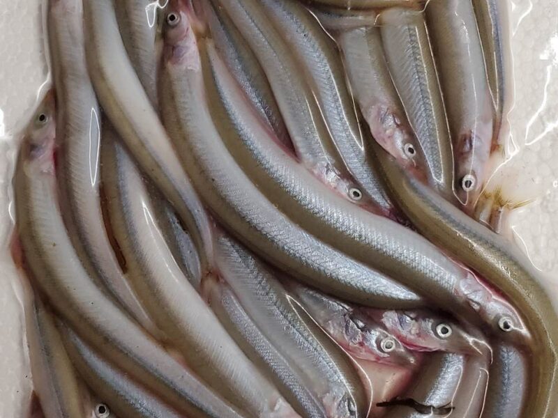 eco eels
