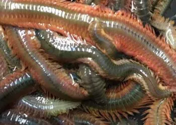 Solent Baits Premium Frozen Ragworm UK anglers