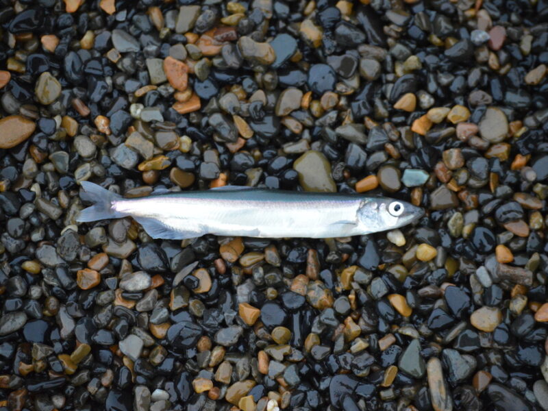 capelin 1