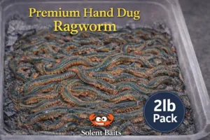 Fresh hand dug ragworm 2lb pack – premium UK sea angling bait