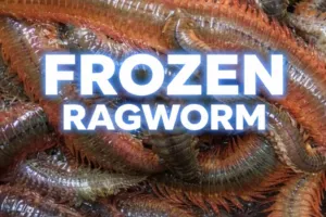 frozen rag Frozen ragworm natural sea fishing bait UK delivery