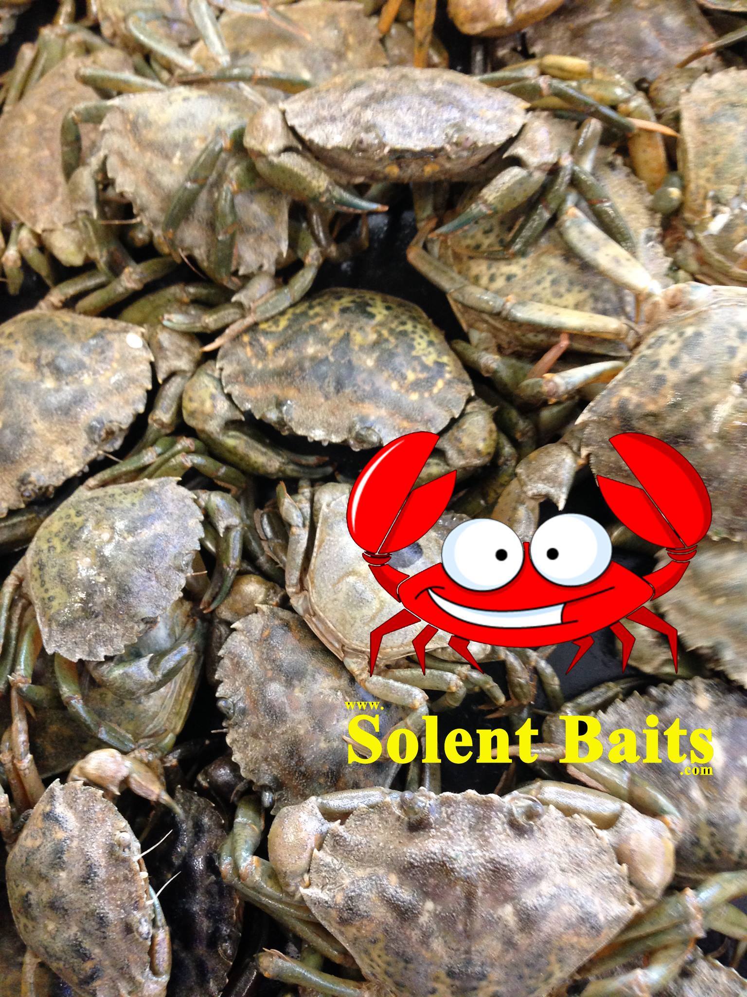 Frozen Peeler Crabs Frozen Peeler Crab