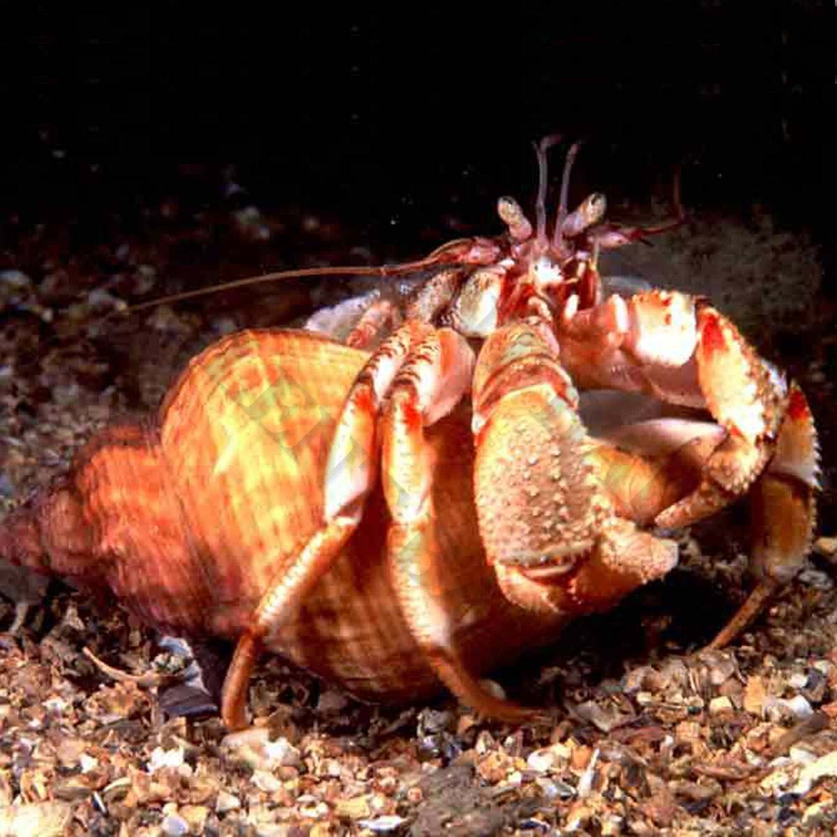 beach,boat fishin mail order frozen hermit crabs